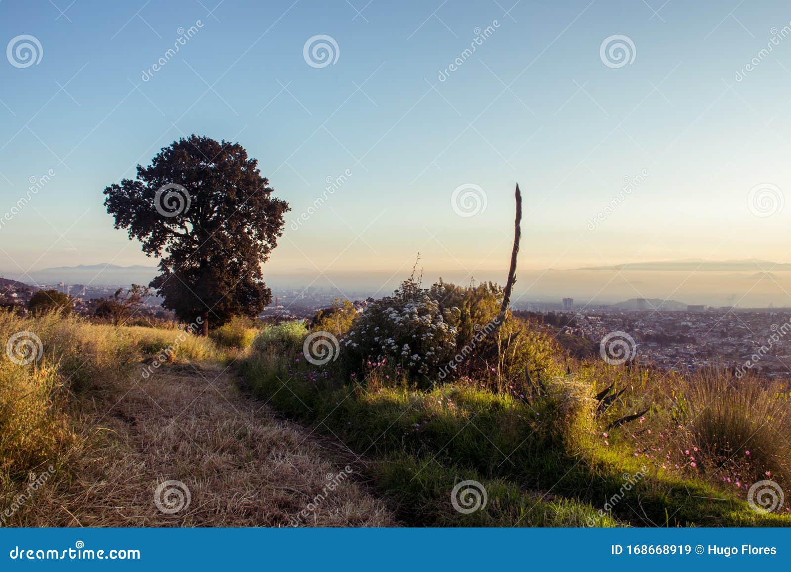 city Ã¢â¬â¹Ã¢â¬â¹tree in the heights